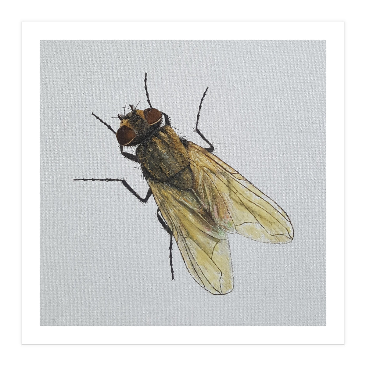 Fly on the wall (Print Only)