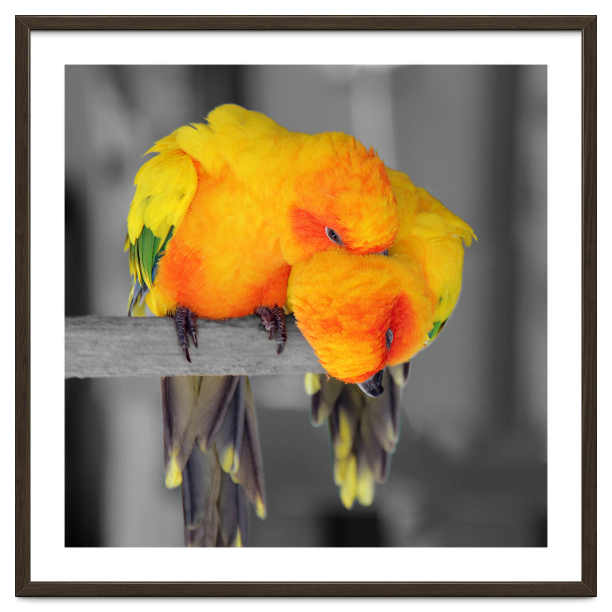 Two sun conures