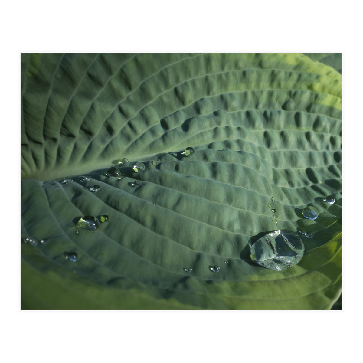 Hosta With Raindrops (Print Only)
