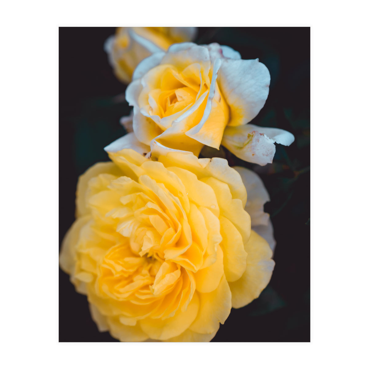 Yellow Rose (Print Only)