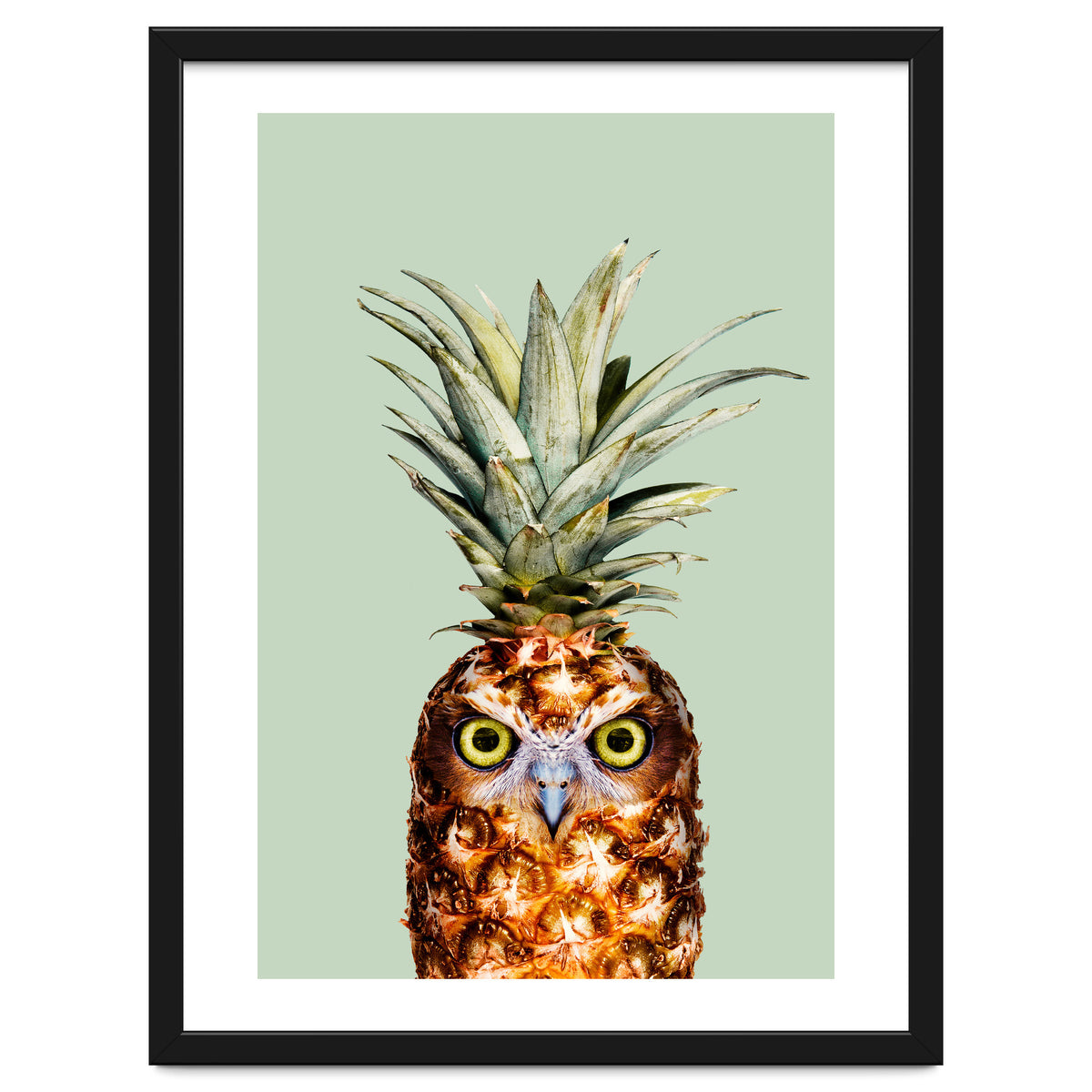Pineapple Owl