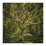 Spirits inside the wood (Print Only) thumbnail