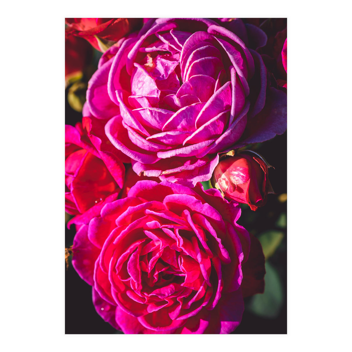 Rose Flowers  (Print Only)