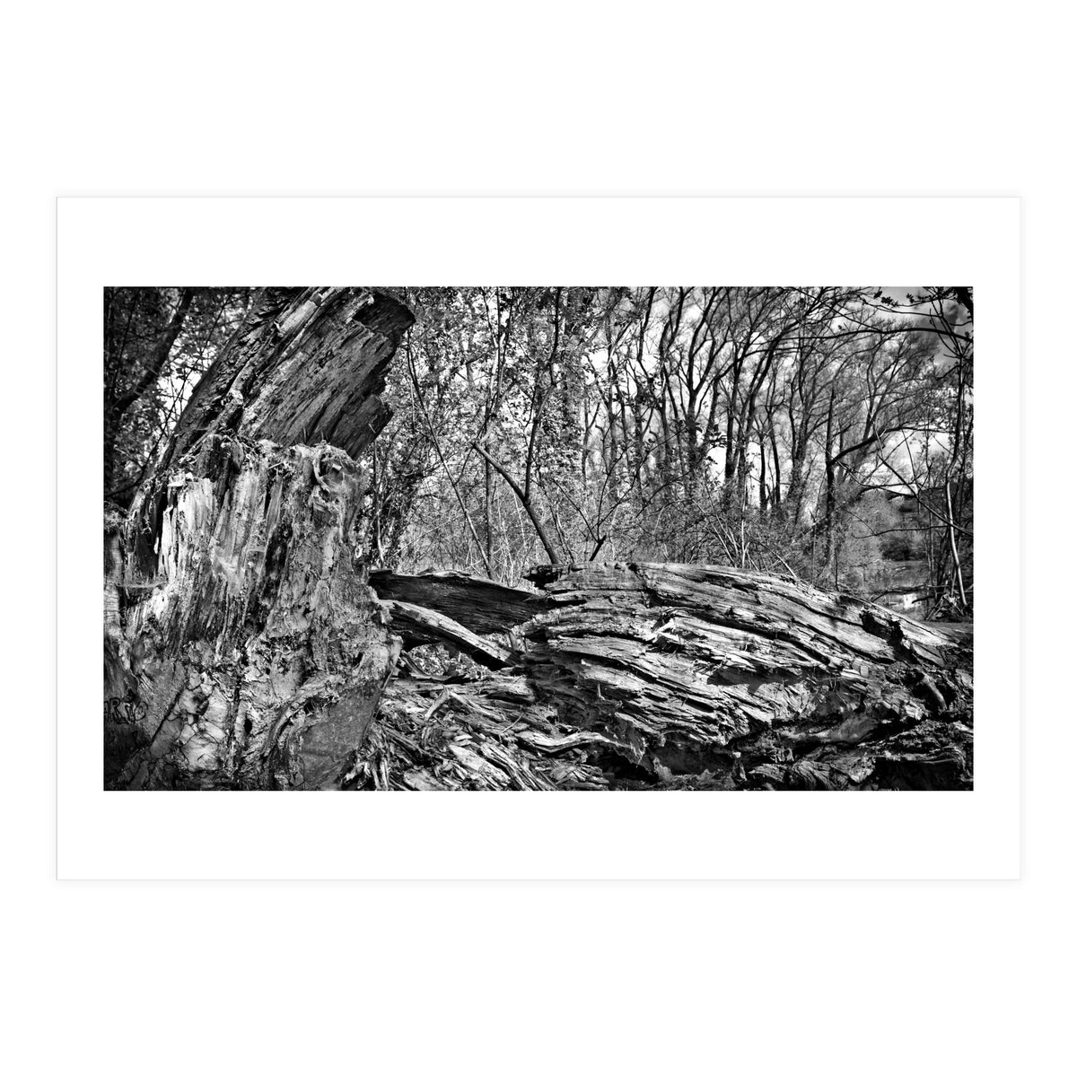 Rotten wood (Print Only)