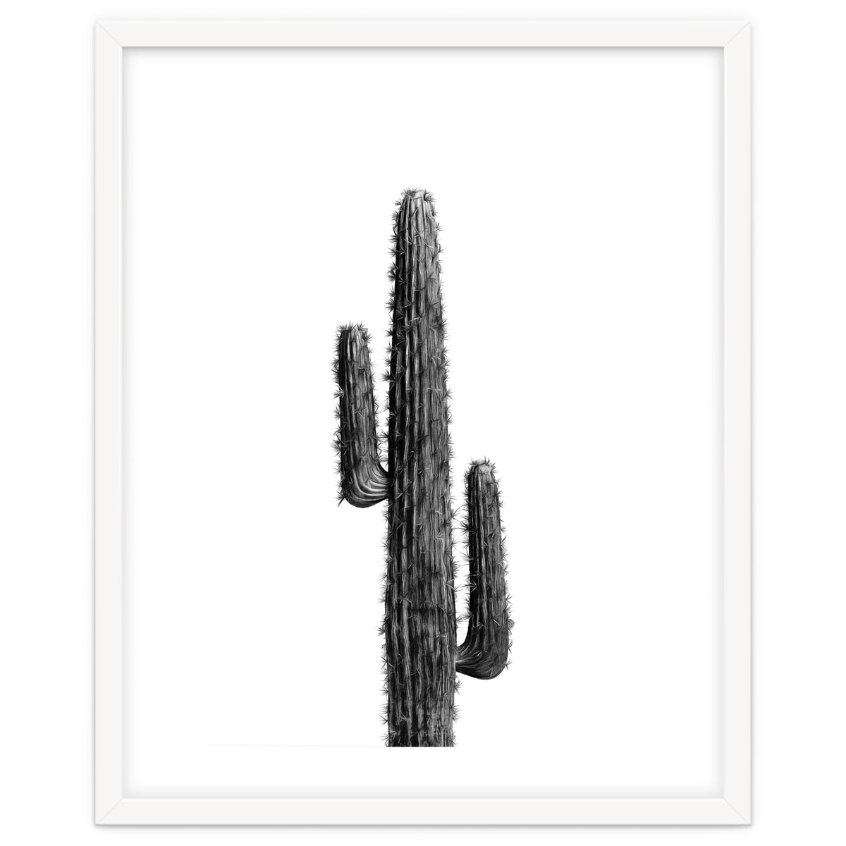 Cactus Black and White 01