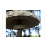 Shelter In The Woods (Print Only) thumbnail