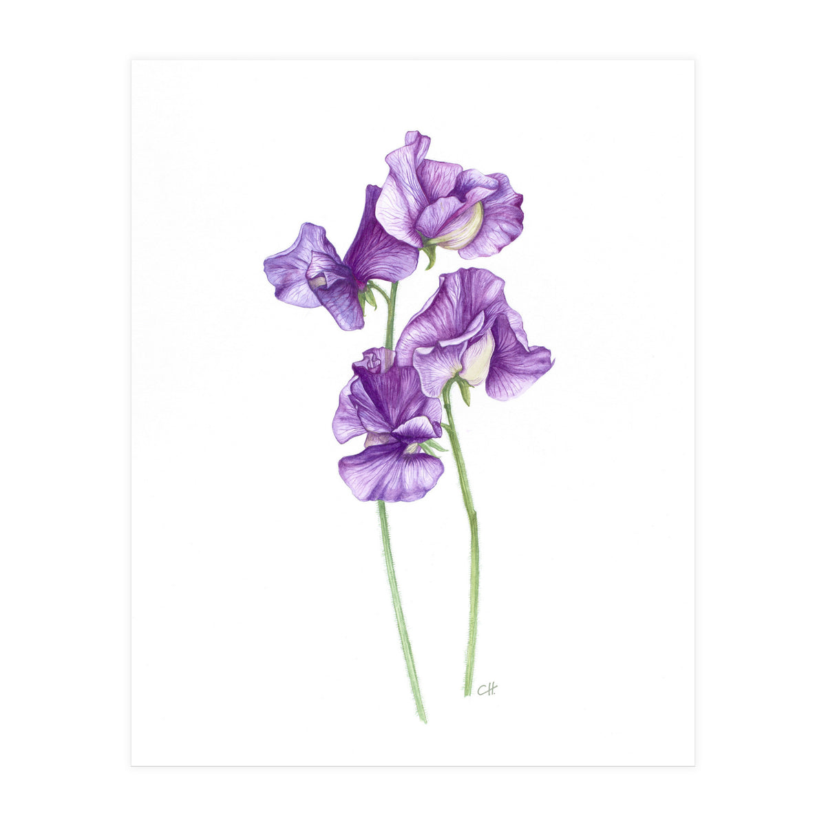 A Purple Posy Of Sweet Peas (Print Only)