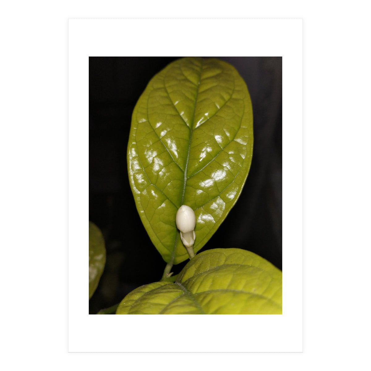 Jasmine Flower Fragrance (Print Only)