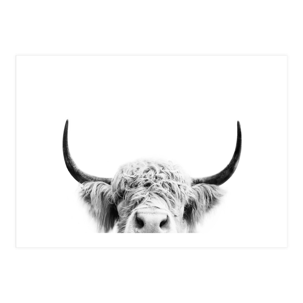 Peeking cow BW (Print Only)