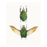 Cc Insects 02 (Print Only) thumbnail