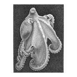 Octopus no. 2 (Print Only) thumbnail