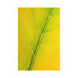 Autumn Leaf (Print Only) thumbnail