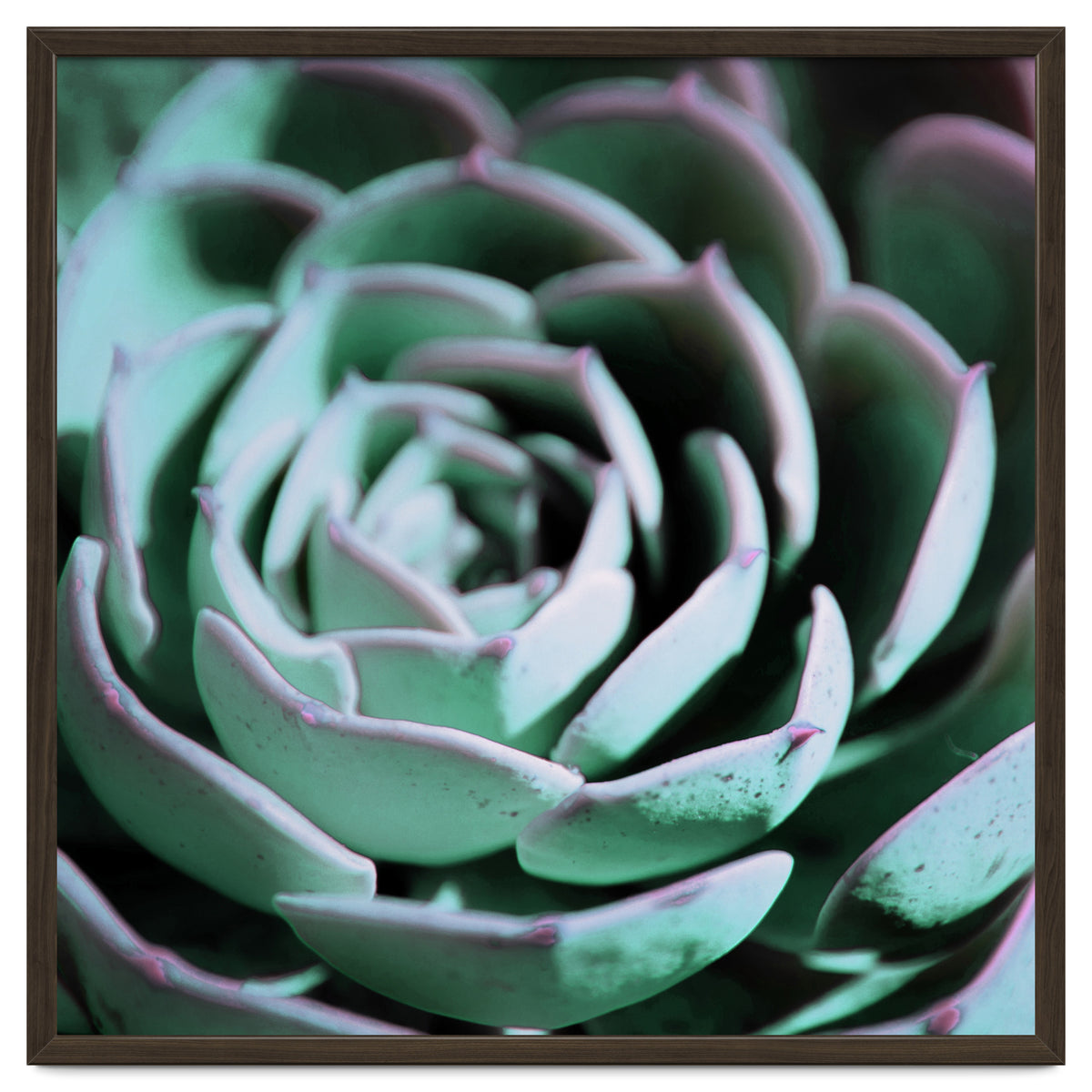 DARKSIDE OF SUCCULENTS III-A