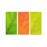 Autumn Leaves (Print Only) thumbnail