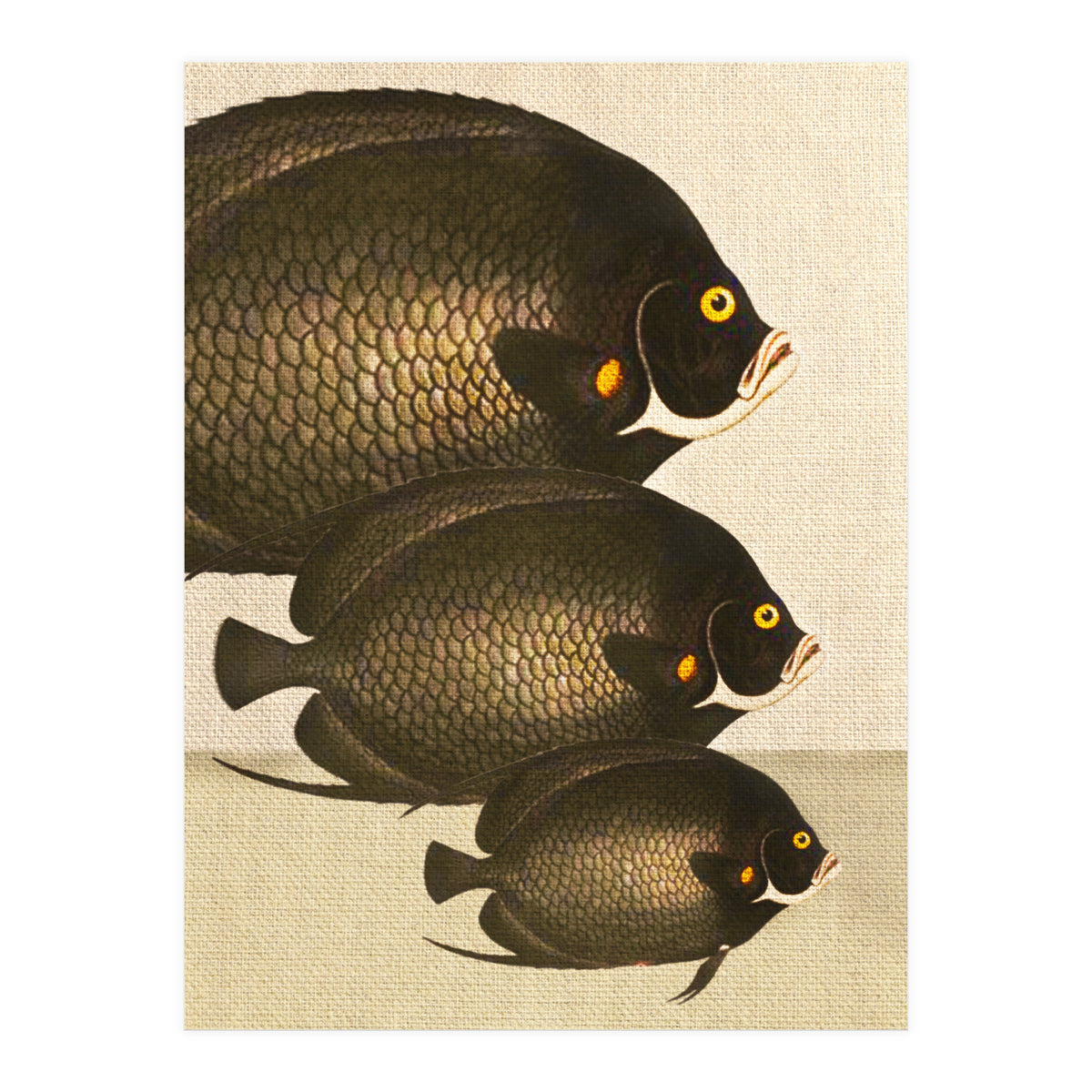 Fish Classic Designs 11 (Print Only)
