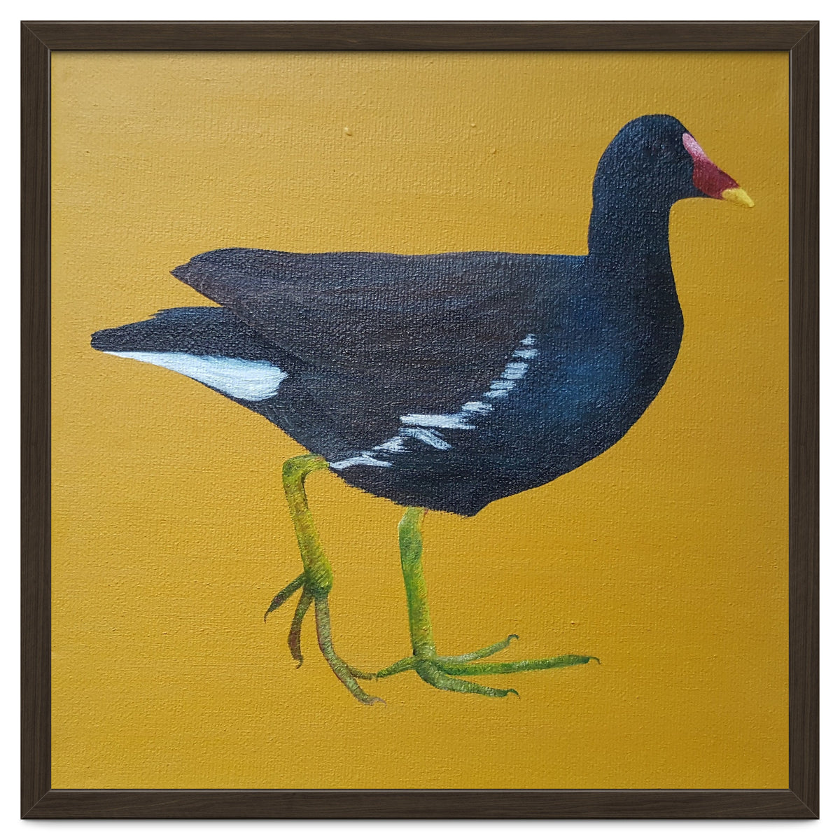 Moorhen