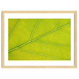 Autumn Leaf thumbnail