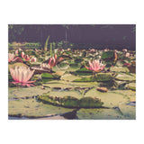 Waterlilies (Print Only) thumbnail