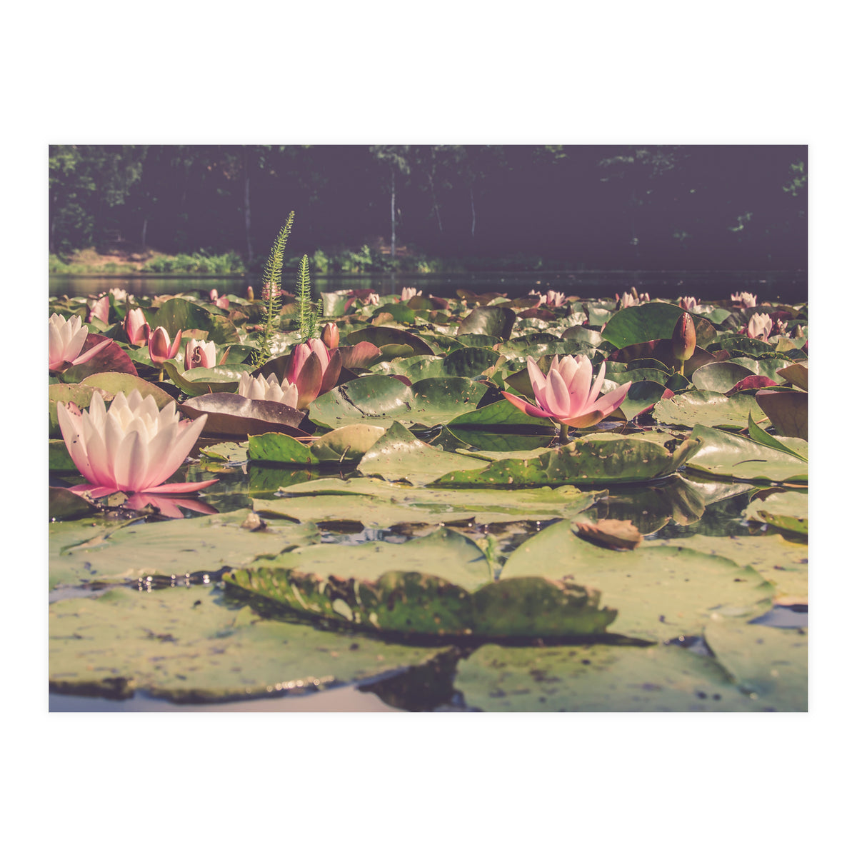 Waterlilies (Print Only)