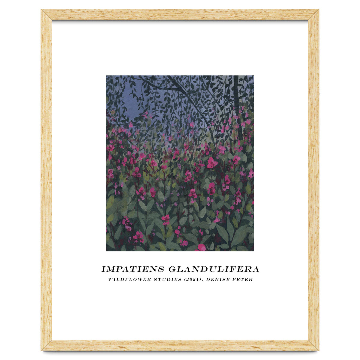 Impatiens Glandulifera