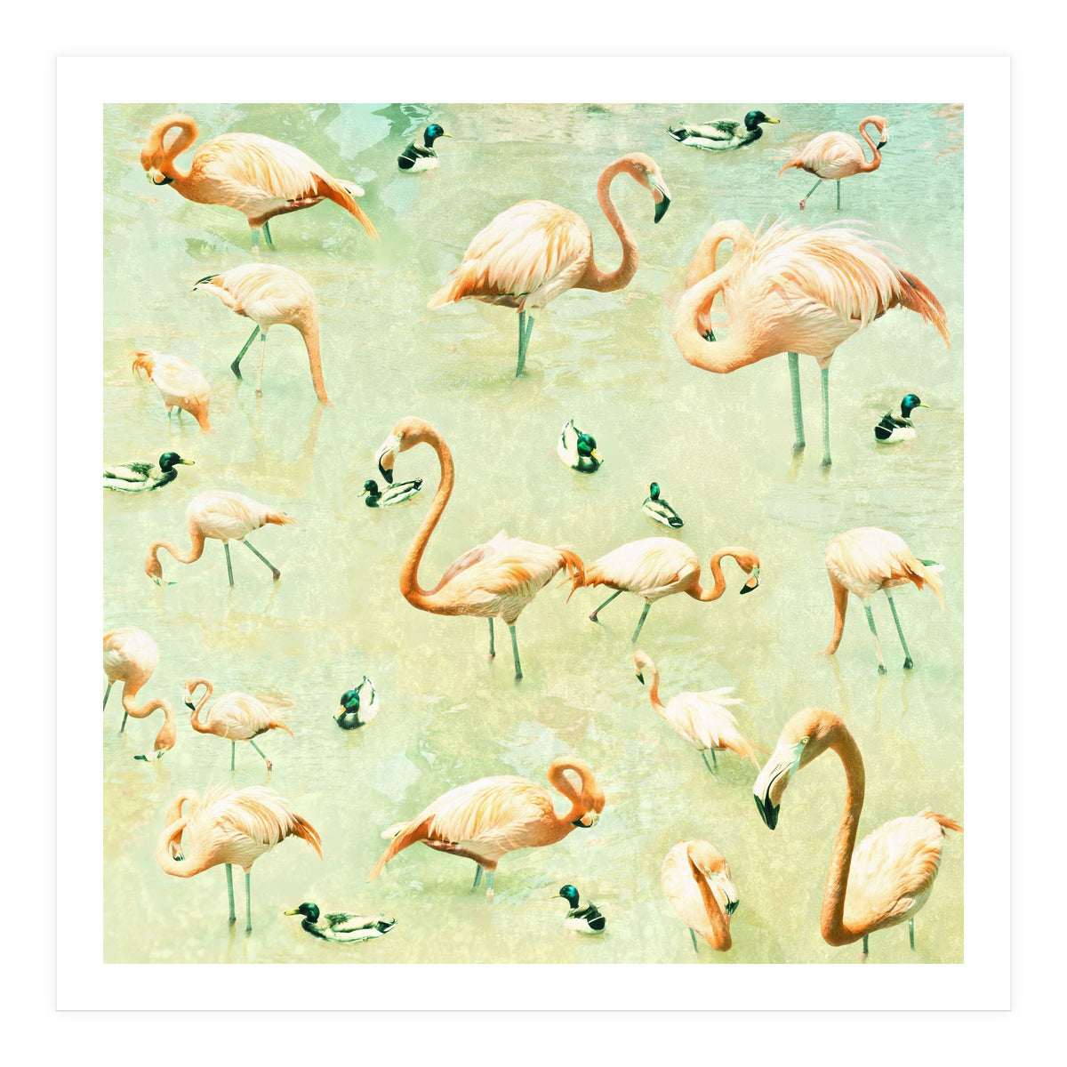 Flamingos (Print Only)