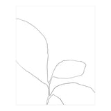 Three Leaf Seedling (Print Only) thumbnail