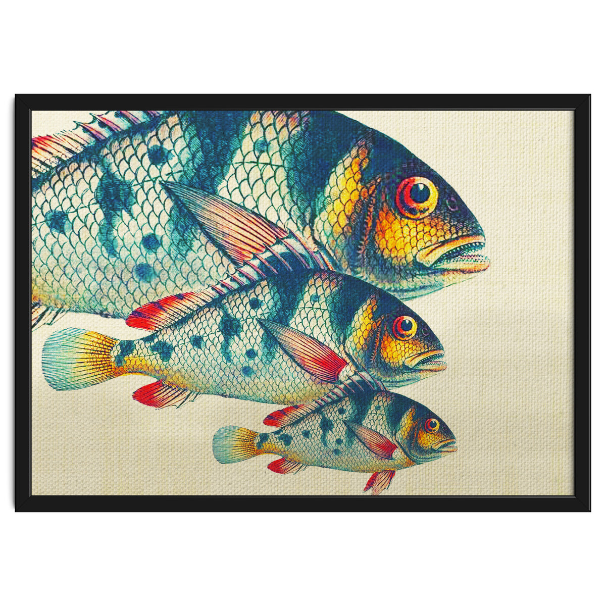 Fish Classic Designs 3
