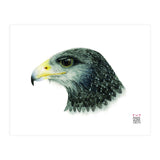 Black-chested buzzard-eagle (Print Only) thumbnail