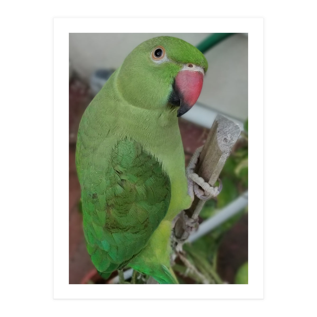 Lucky Indian Parakeet (Print Only)