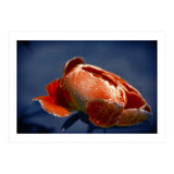 Peony Flower (Print Only) thumbnail