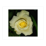 Blooming White Rose (Print Only) thumbnail