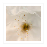 Milk Blossom (Print Only) thumbnail