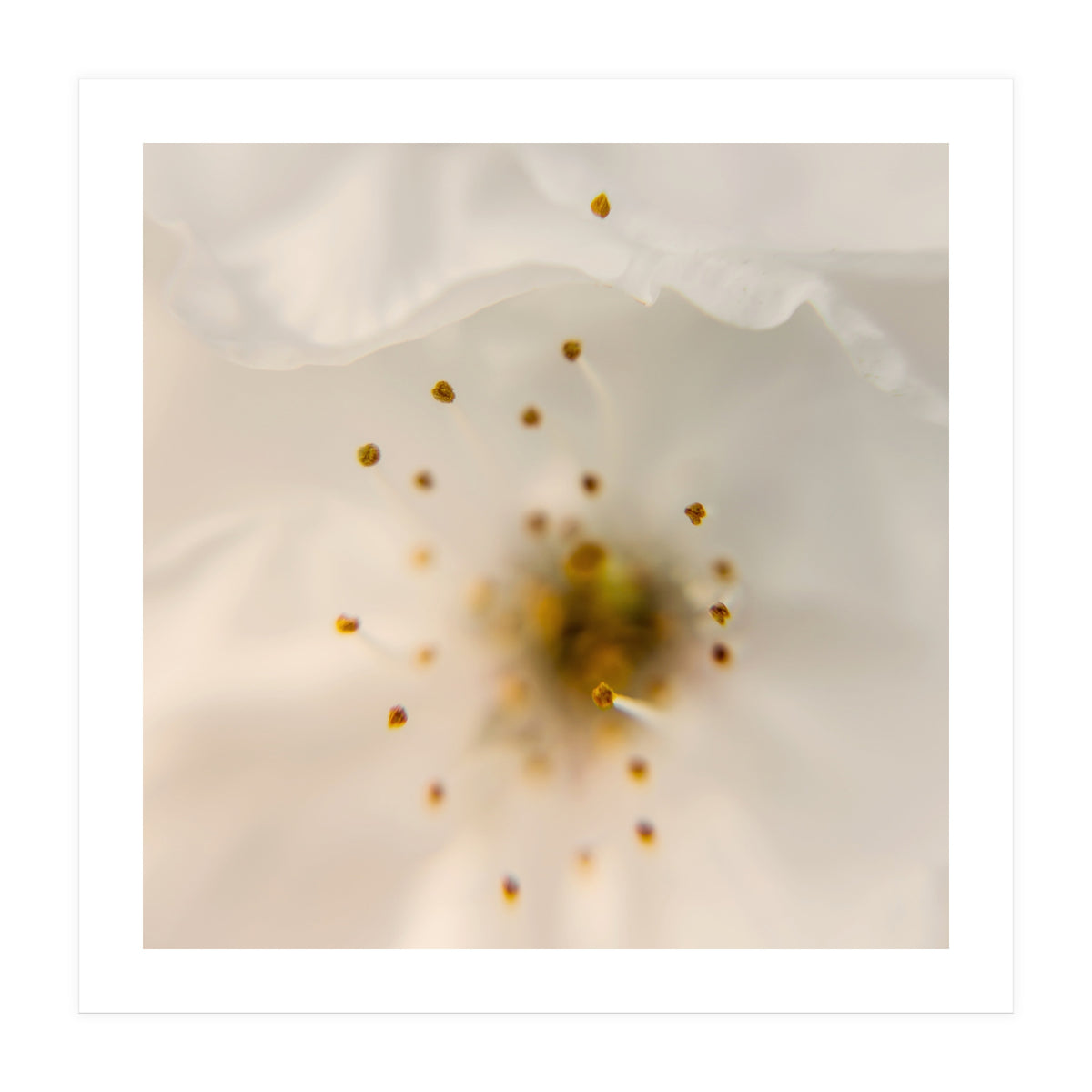 Milk Blossom (Print Only)