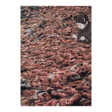 Counting Walrus (Print Only) thumbnail