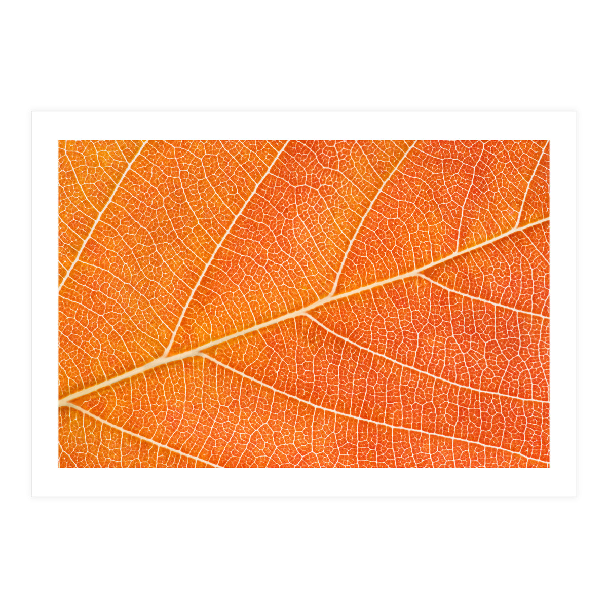 Autumn Leaf (Print Only)