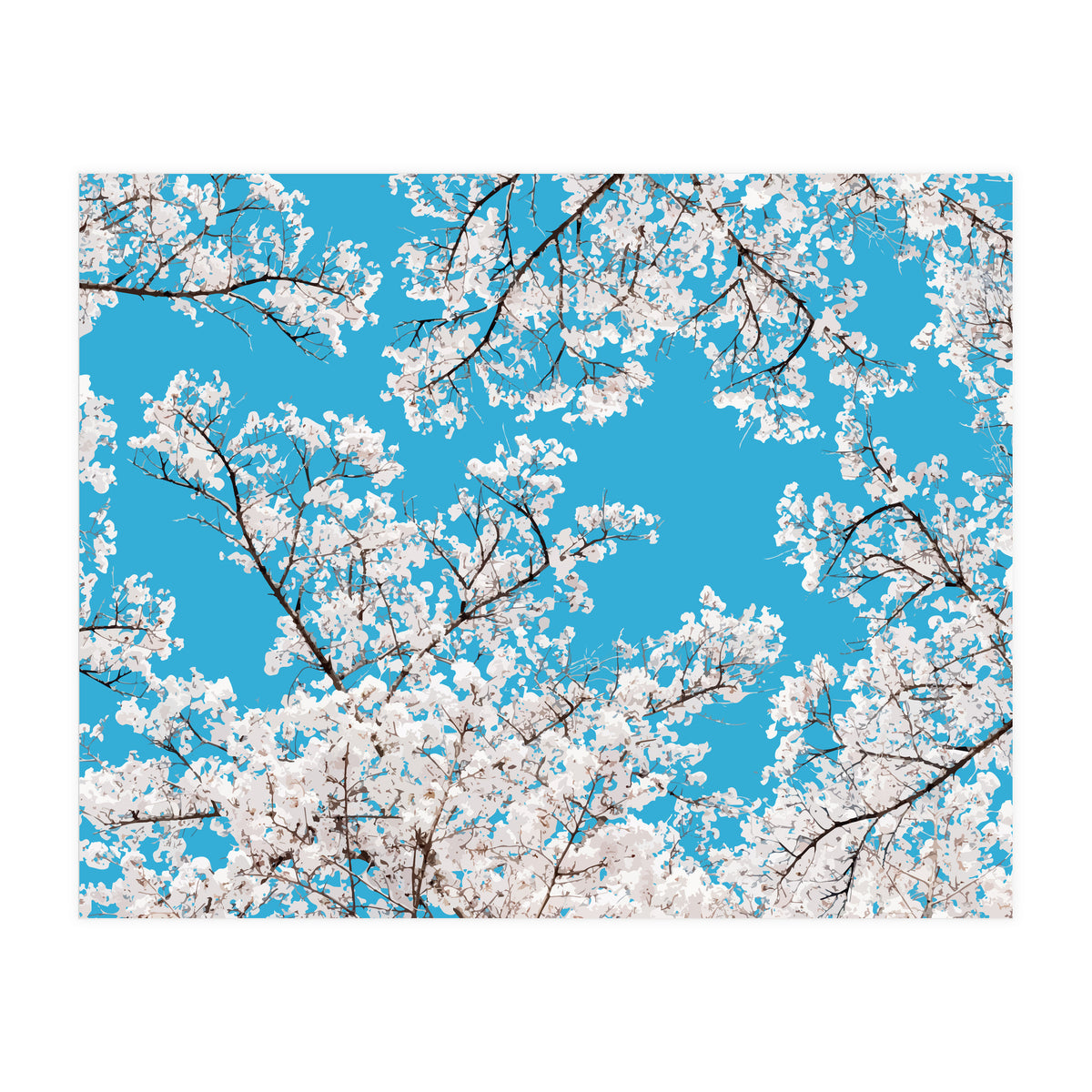 White Blossom (Print Only)