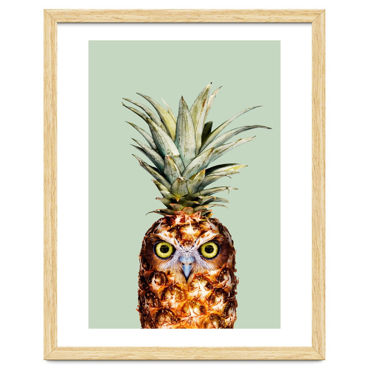 Pineapple Owl