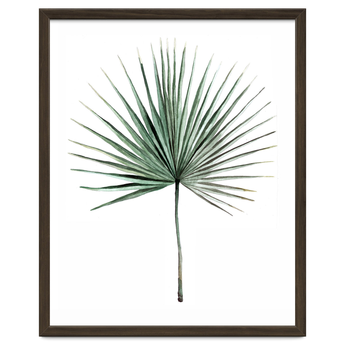 Botanical Illustration Fanpalm