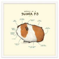 Anatomy Of A Guniea Pig