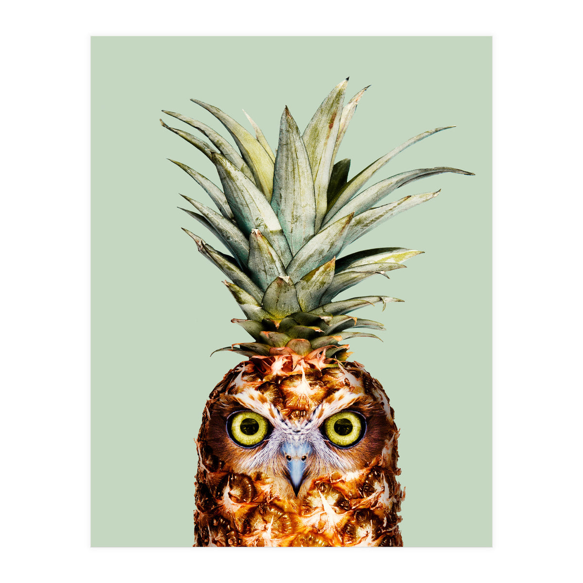 Pineapple Owl (Print Only)