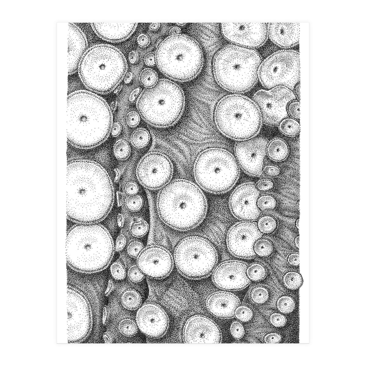 Octopus no. 3 (Print Only)