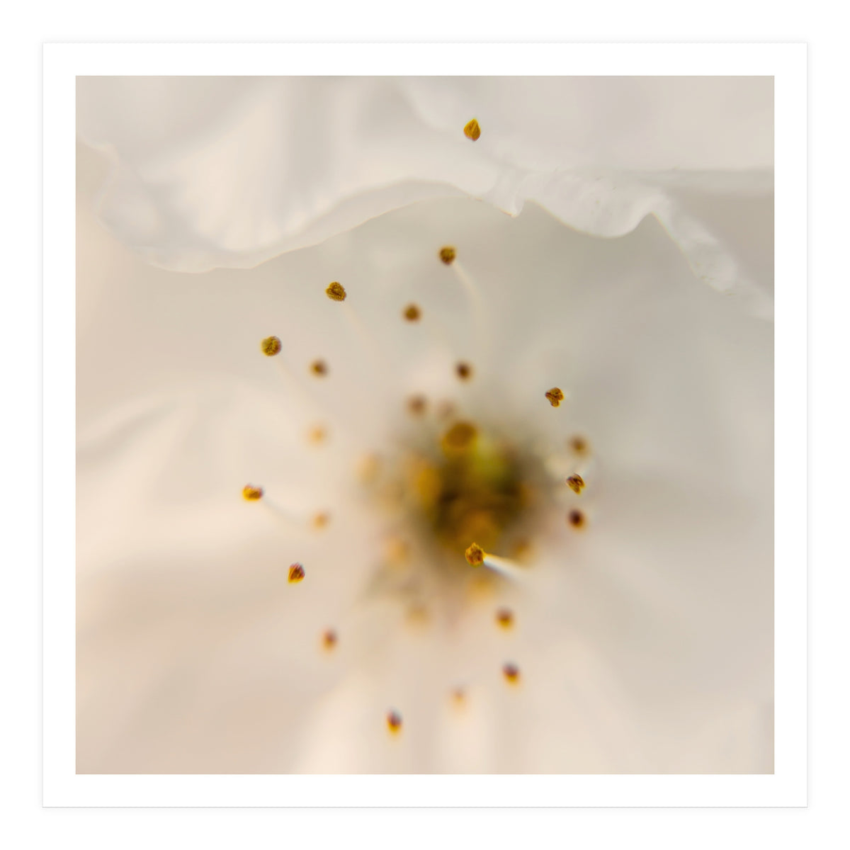 Milk Blossom (Print Only)