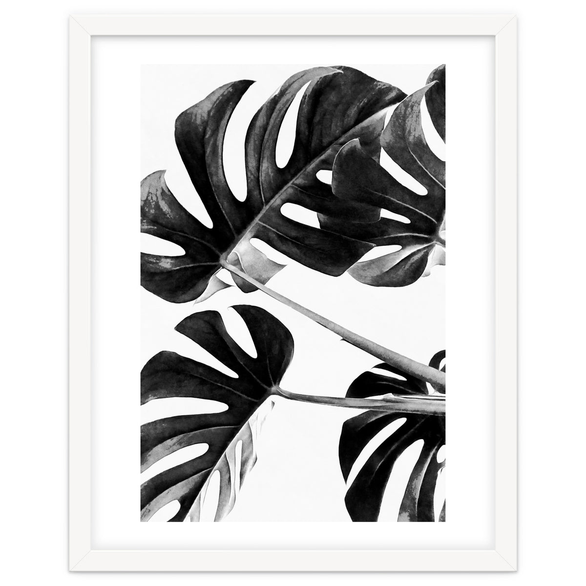 Monstera Black And White 05