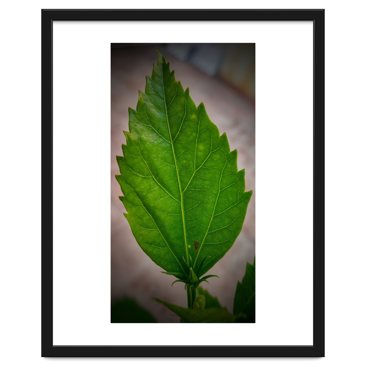 Hibiscus Plant Petal