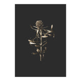Golden Botanicals -  Square (Print Only) thumbnail