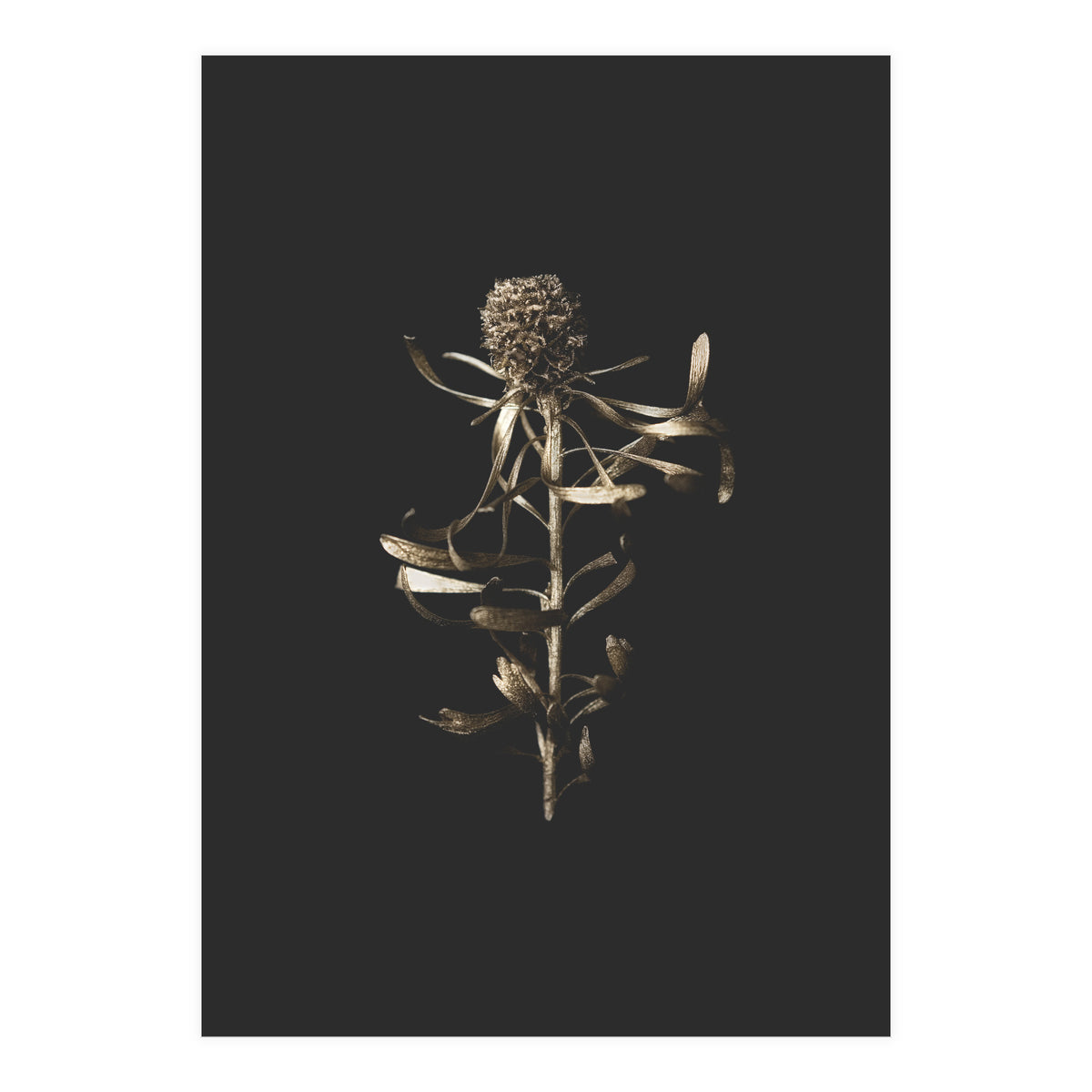 Golden Botanicals -  Square (Print Only)