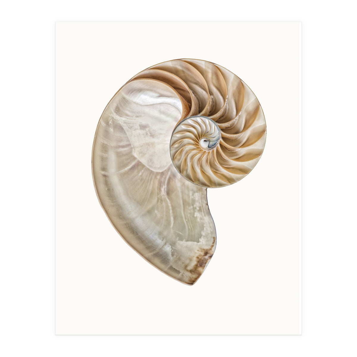 Cc Shell 02 (Print Only)