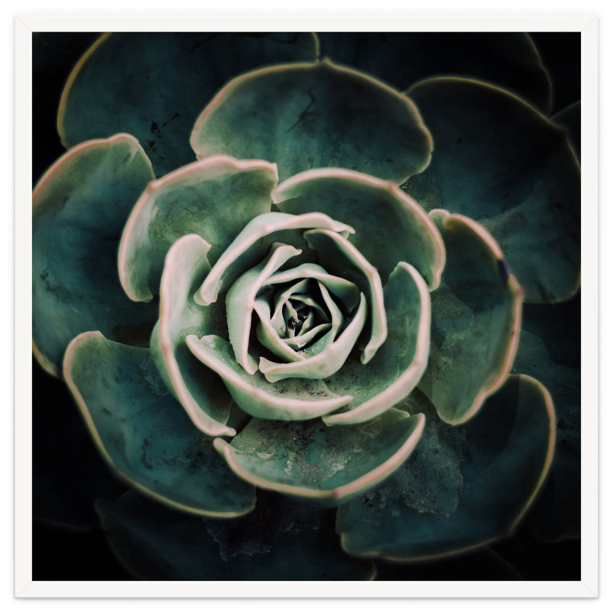 DARKSIDE OF SUCCULENTS IV-A