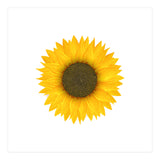 Watercolor Sunflower (Print Only) thumbnail
