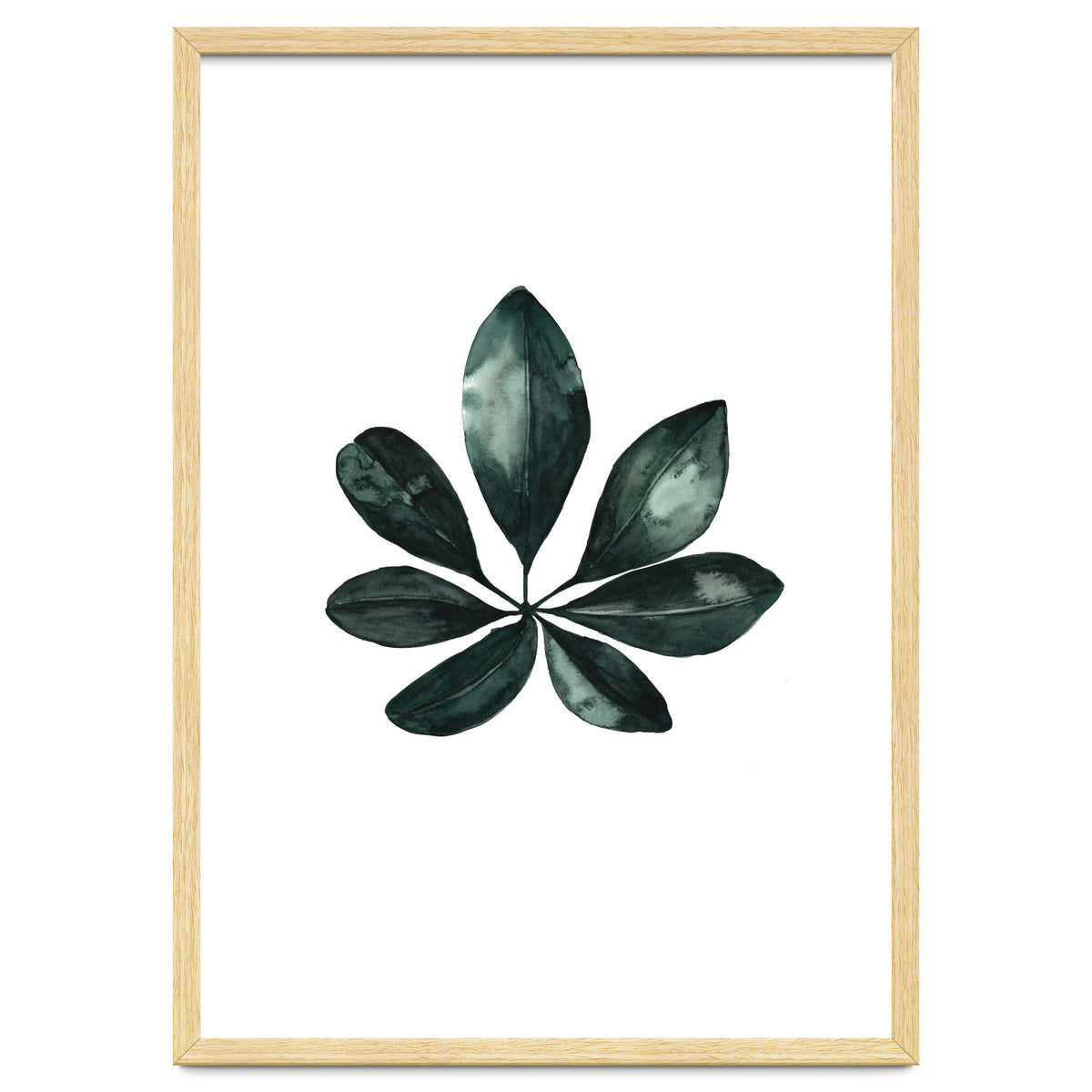Botanical Illustration Arboricola Schefflera